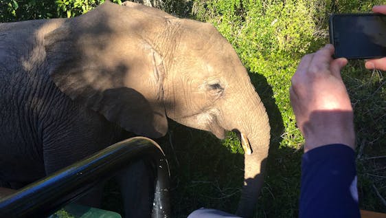 Volunteer in an Elephant Sanctuary in South Africa Big Five Conservation Supporter