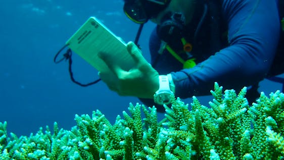 Coral Reef Restoration Diver