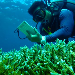  Coral Reef Restoration Diver