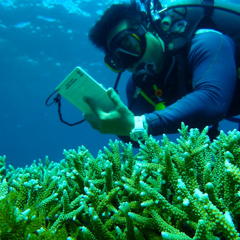 Coral Reef Restoration Diver Volunteer in Indonesia 2024