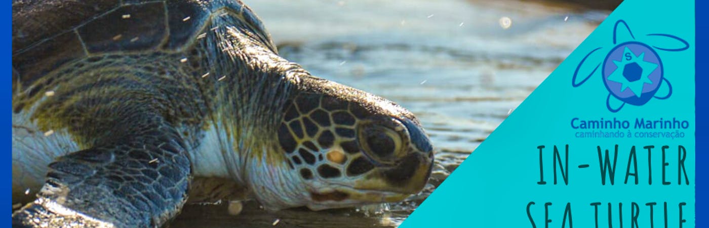 In-Water Sea turtle Conservation