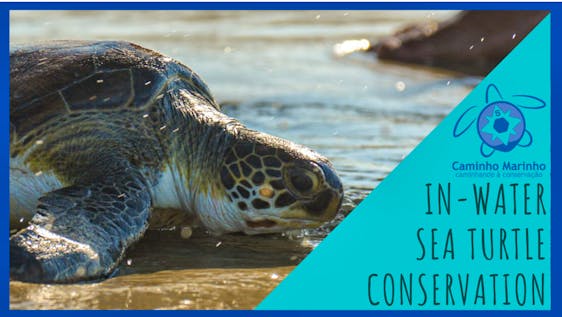  In-Water Sea turtle Conservation