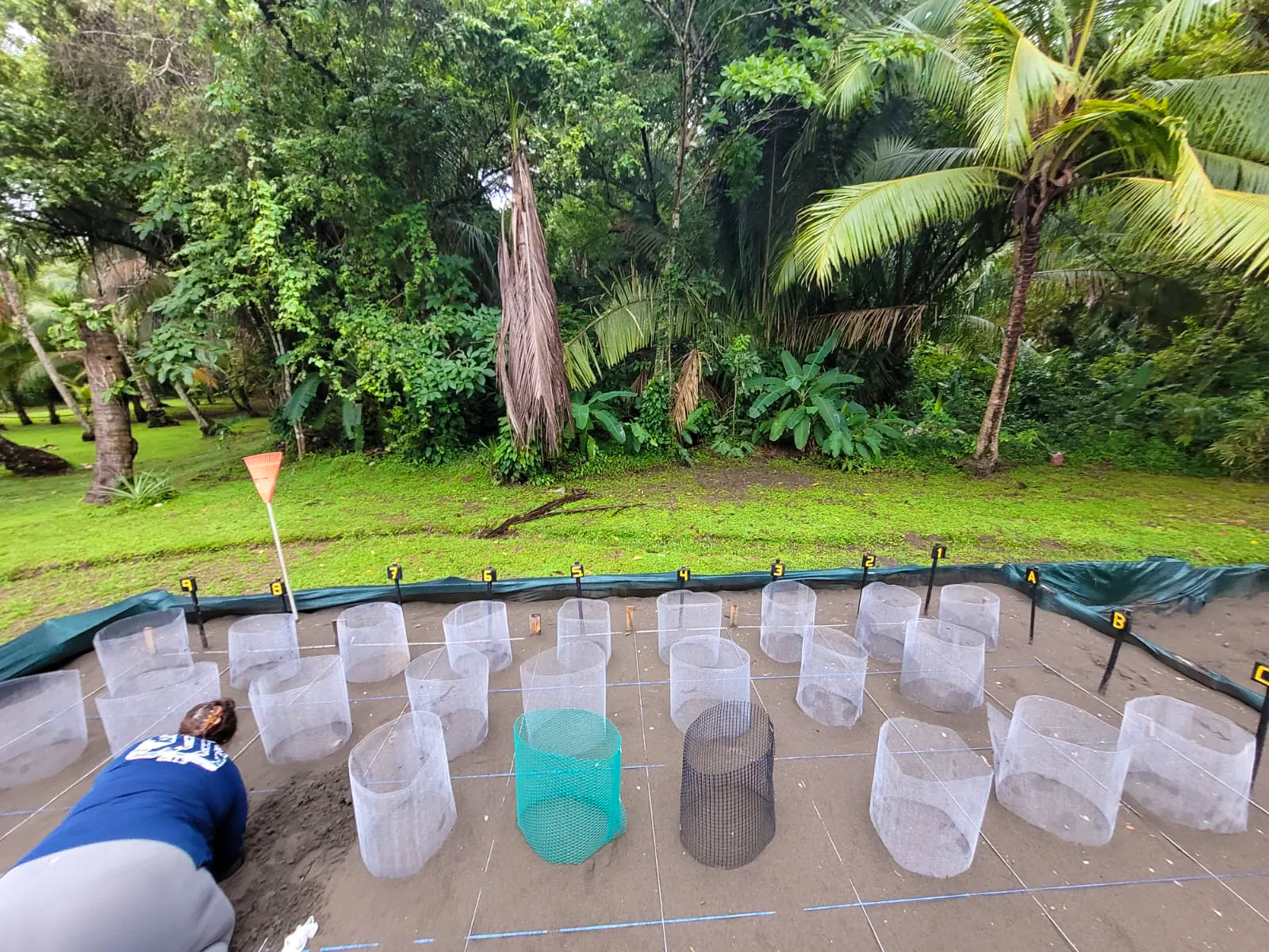 Local Sea Turtles Conservation | Volunteer in Costa Rica 2025