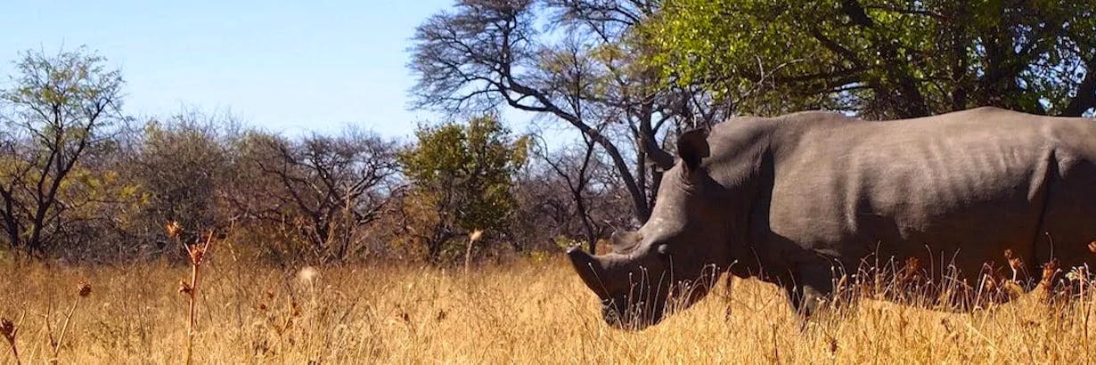 Volunteer in Zimbabwe đżđź| Top 10 Programs 2023 | Volunteer World