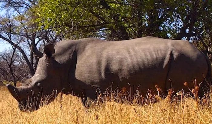 Volunteer in Zimbabwe đżđź| Top 10 Programs 2022 | Volunteer World