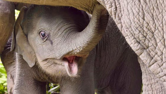 Wildlife Volunteer in Thailand Cultural Immersion & Elephant Conservation