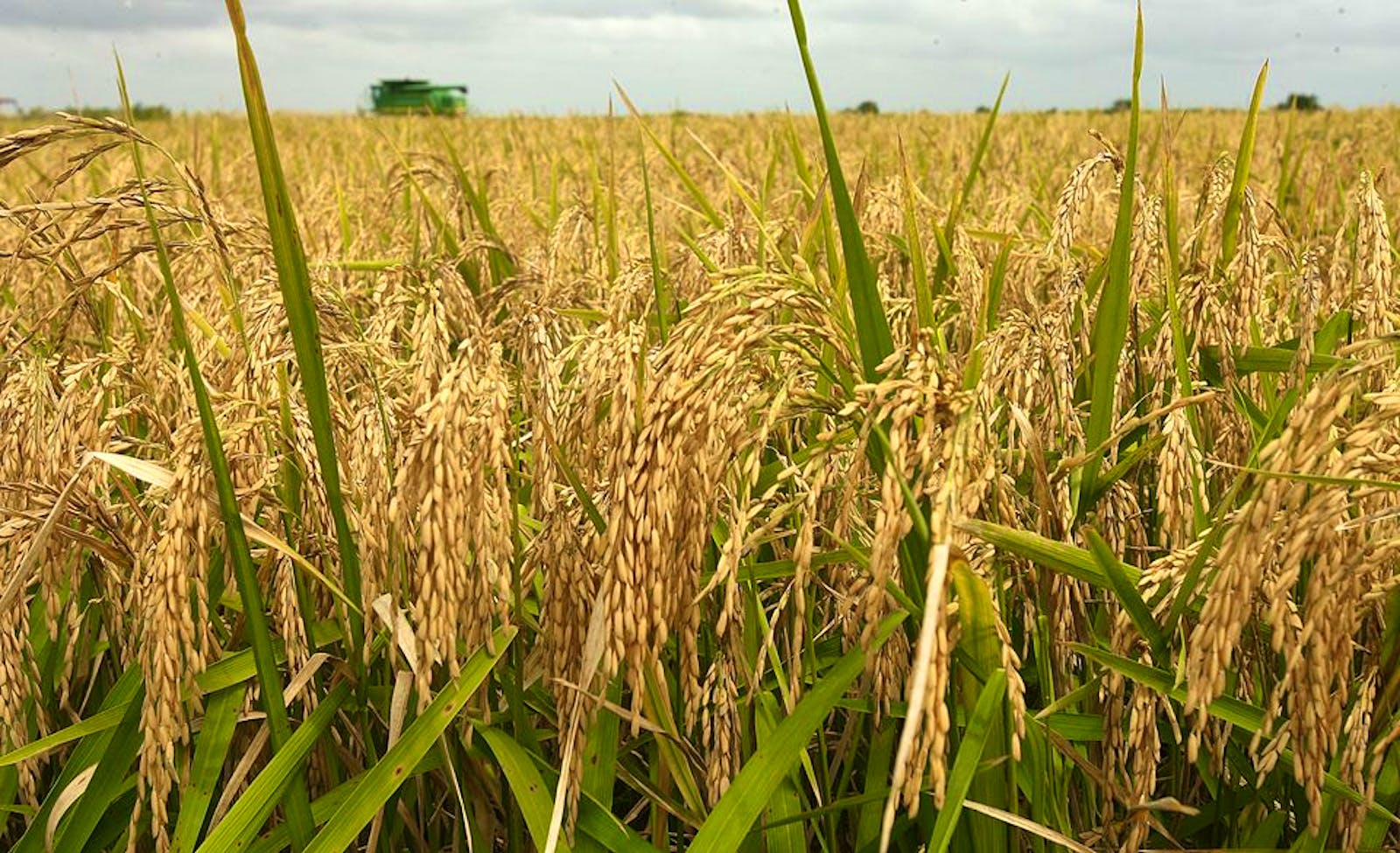 seasonal-rice-planting-or-harvesting-volunteer-in-nepal-2024