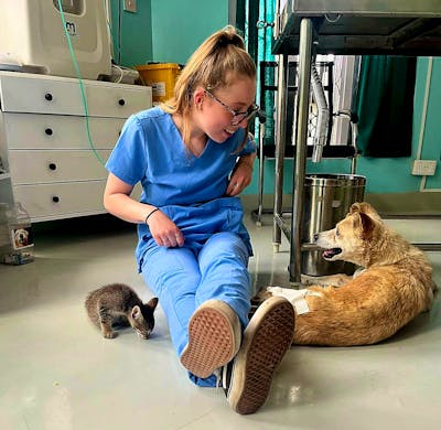 Veterinary Care Guardian Vet Hospital Edmonton Vca Guardian Vet