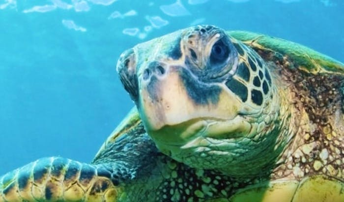 Schildkroten Retten Freiwilligenarbeit 21 Volunteer World