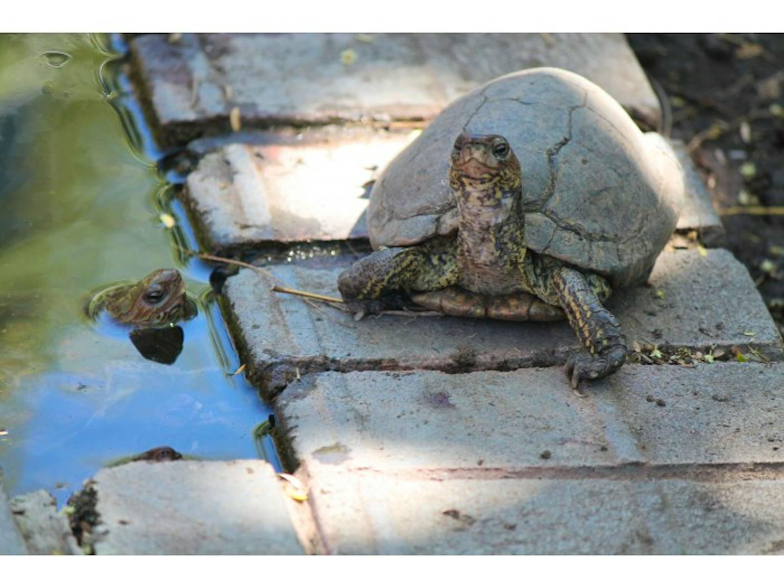 Wildlife Conservation Volunteer in Costa Rica Volunteer in Costa Rica