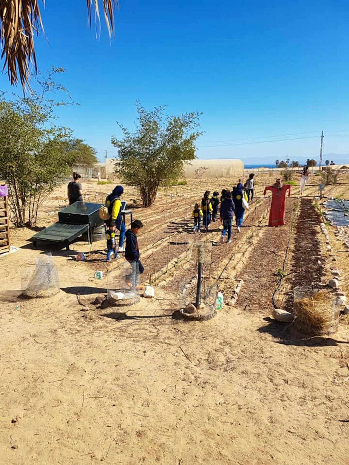 Regenerative Agriculture in Sinai Desert Volunteer in Egypt 2024