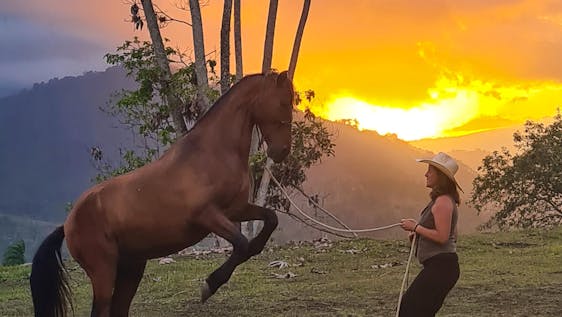 Voluntariado con Animales Abandonados Natural Horsemanship & Classical Riding