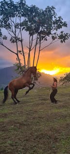  Natural Horsemanship & Classical Riding
