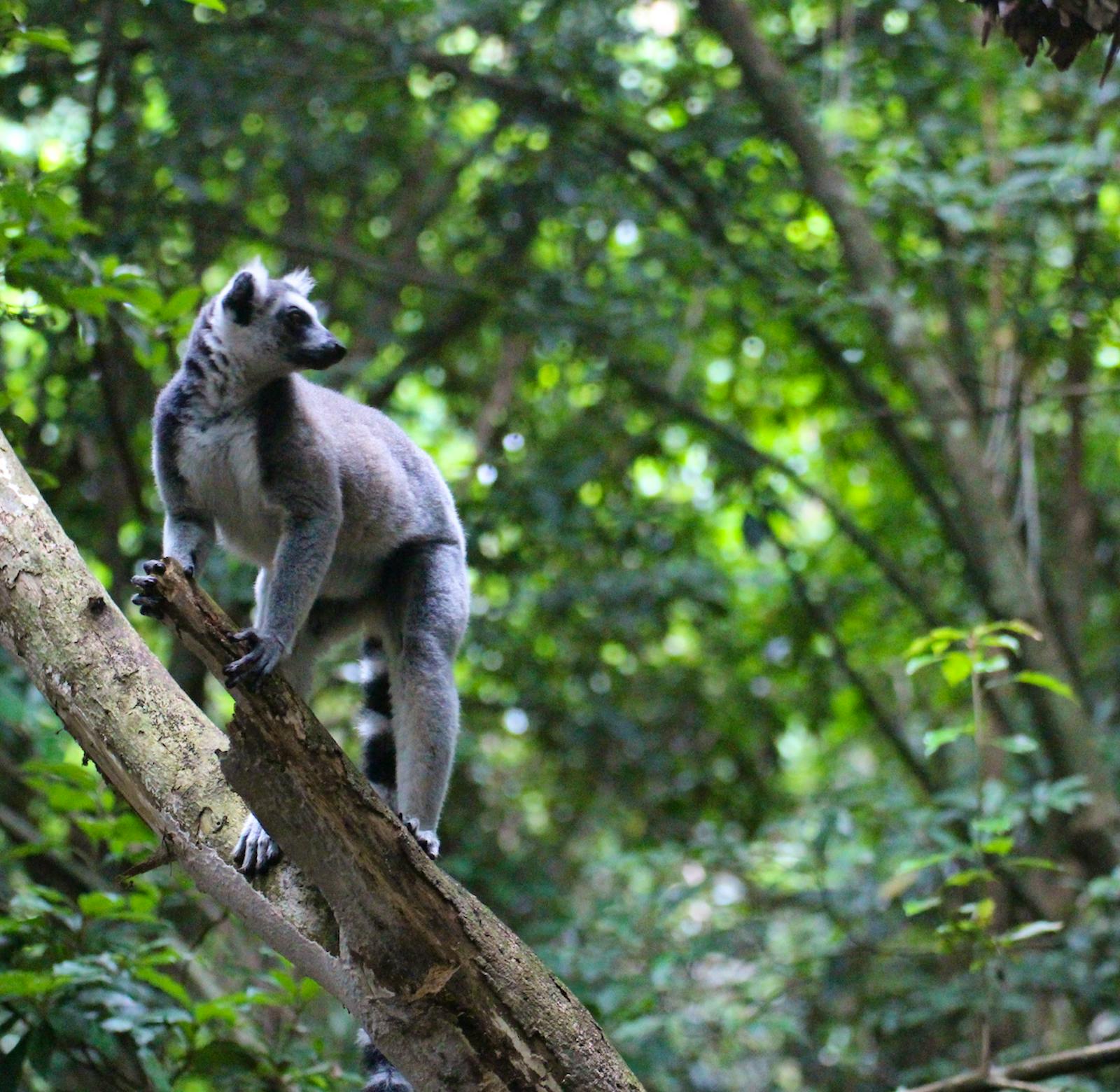 Primate Keeping Assistant Volunteer In South Africa 2024 primate-keeping-assistant-volunteer-in-south-africa-2024