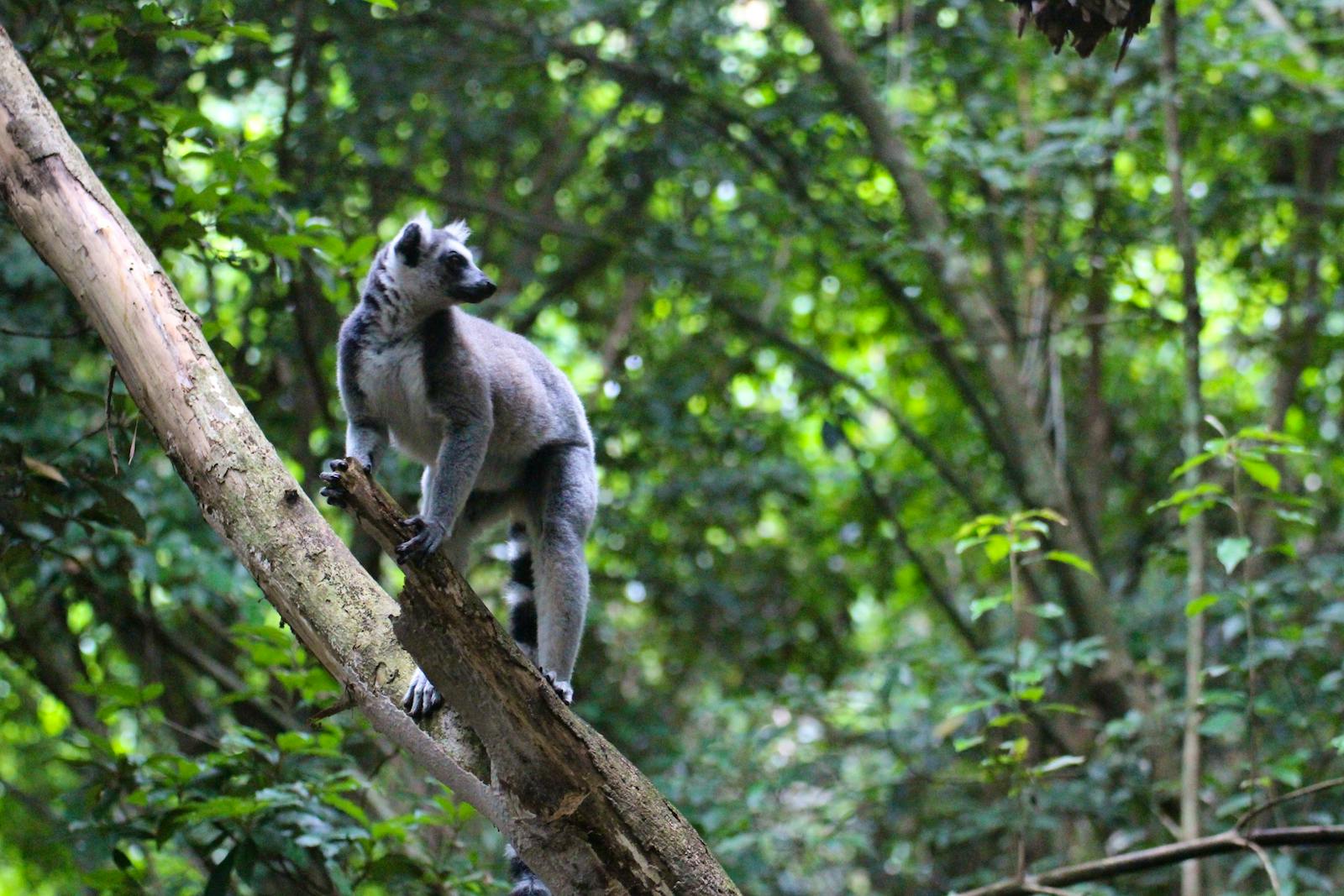 primate-keeping-assistant-volunteer-in-south-africa-2024
