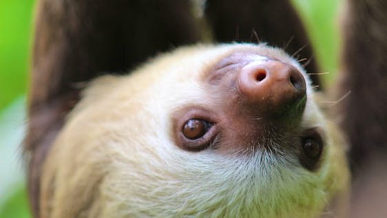 Wildlife Volunteer Costa Rica Sloth And Wildlife Conservation Supporter
