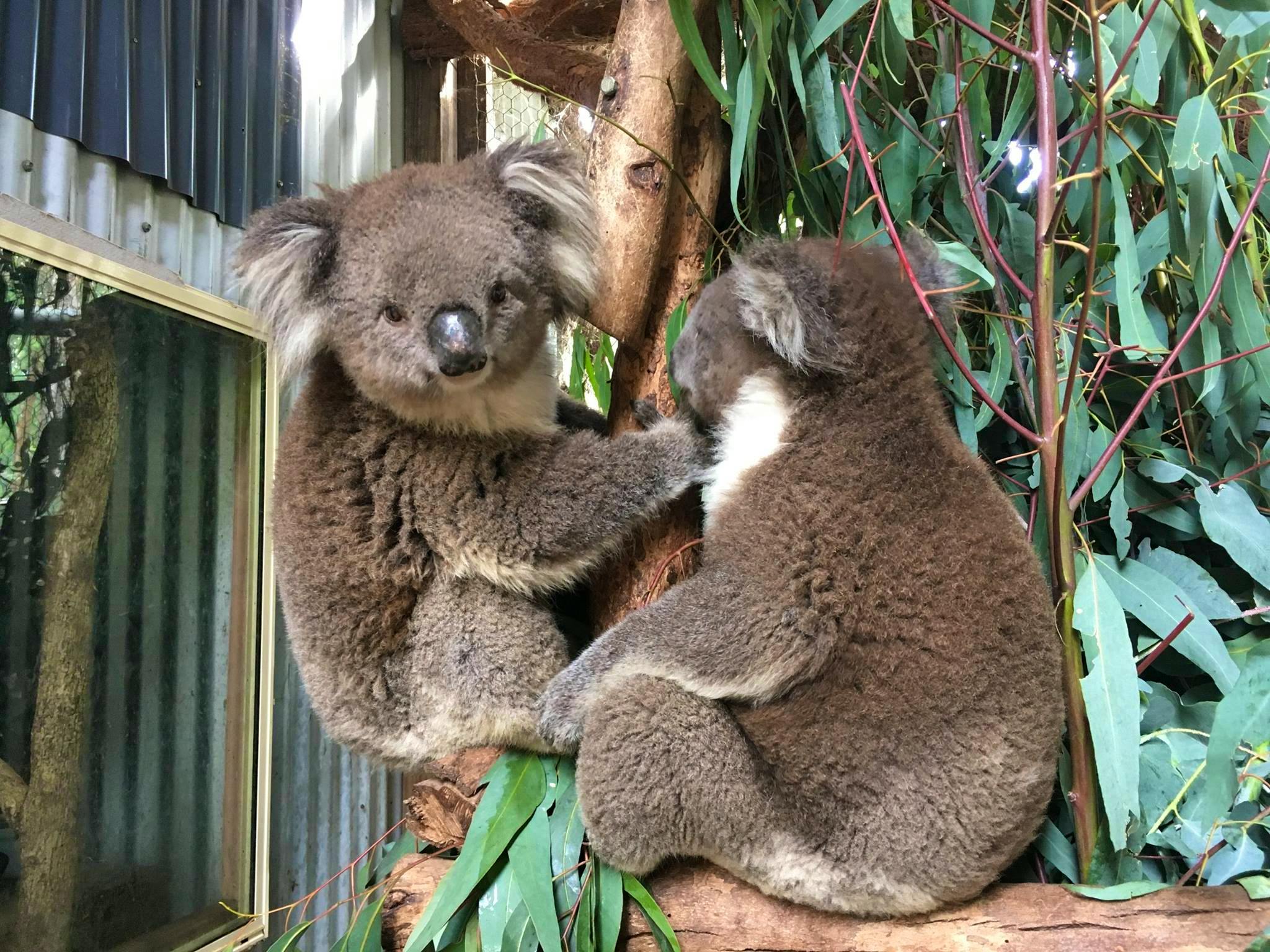 Koala Bear And Baby by English School