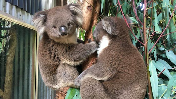Volunteers care for koalas and other wildlife