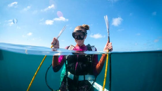 Voluntariado como Mergulhador Reef Conservation on a Caribbean Island
