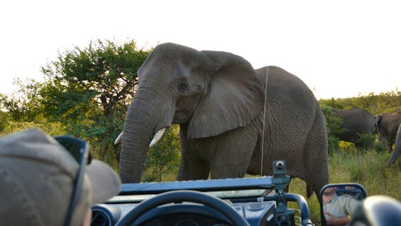 Vrijwilligerswerk met Afrikaanse olifanten Wildlife Conservation & Research Expedition