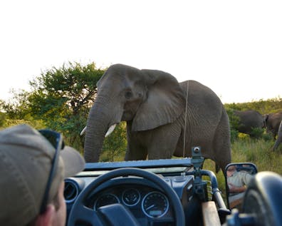  Wildlife Research in South Africa Expedition