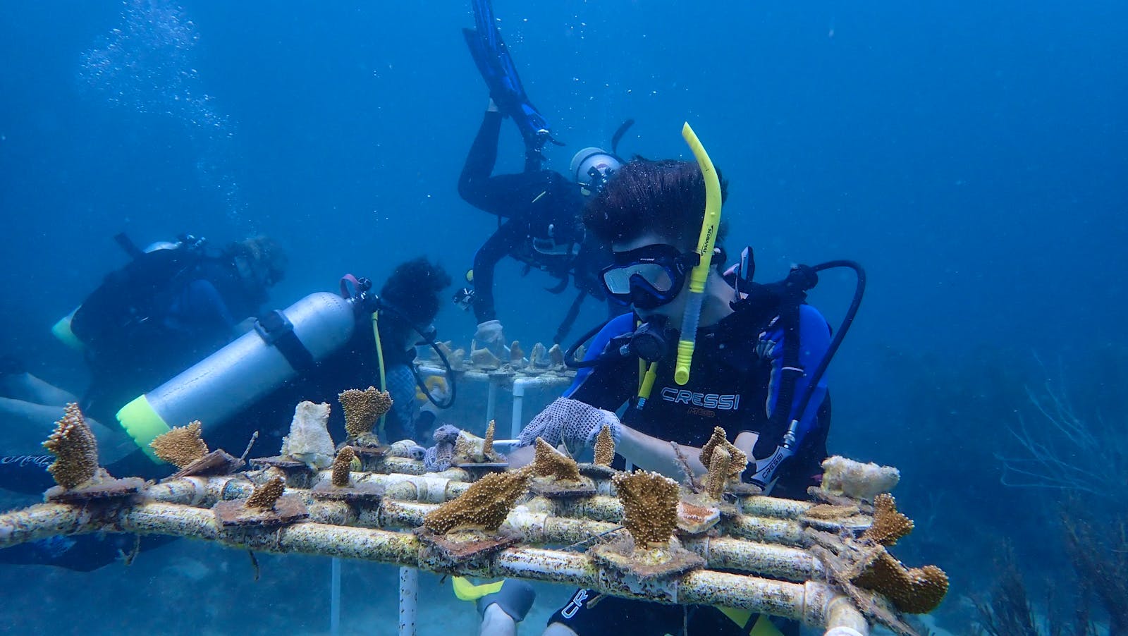 Coral Reef Regeneration Assistant Volunteer in Grenada 2024