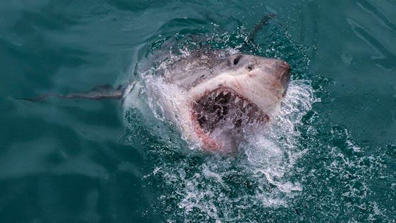 Projeto com Grandes Tubarões Brancos Great White Shark Conservation