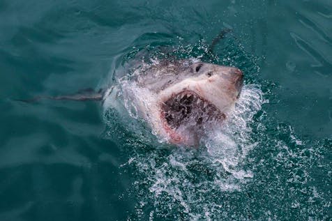  Great White Shark Conservation