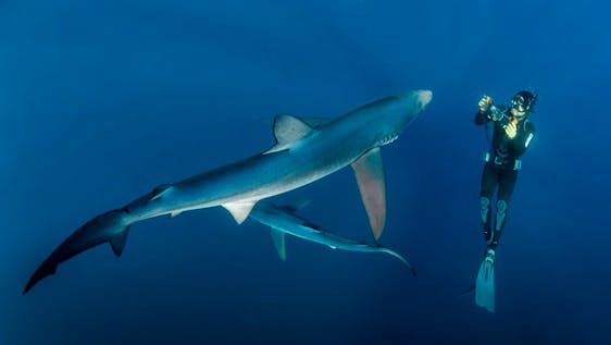 Vrijwilligerswerk met Walvishaai Shark Research and Conservation