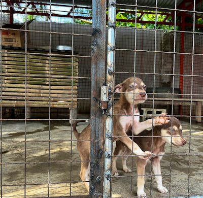 Humane Society Sandy Creek Dog Sanctuary Animal Shelter Care