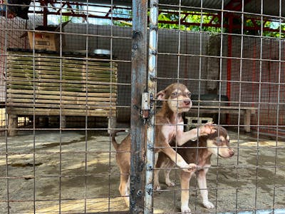 Humane Society Sandy Creek Dog Sanctuary Animal Shelter Care