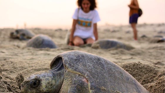 Volunteer in Mexico Turtle Conservation Supporter