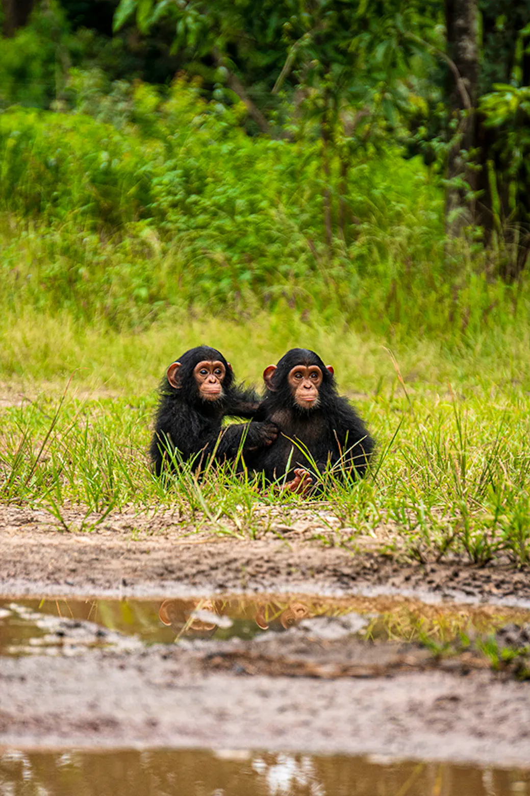 Chimpanzee Wildlife Conservation | Volunteer in Zambia 2025