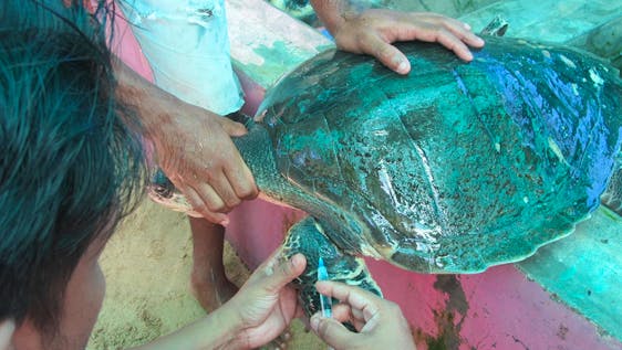 Tortues de mer au Sri Lanka Sea Turtles Rehabilitator