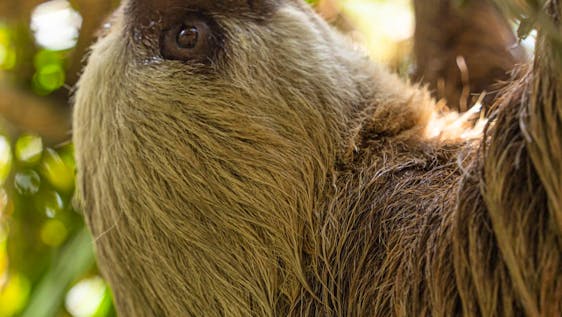 Marley the sloth