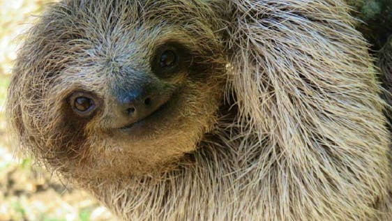 Sloth Sanctuary Volunteer Animal Rescue Center Supporter