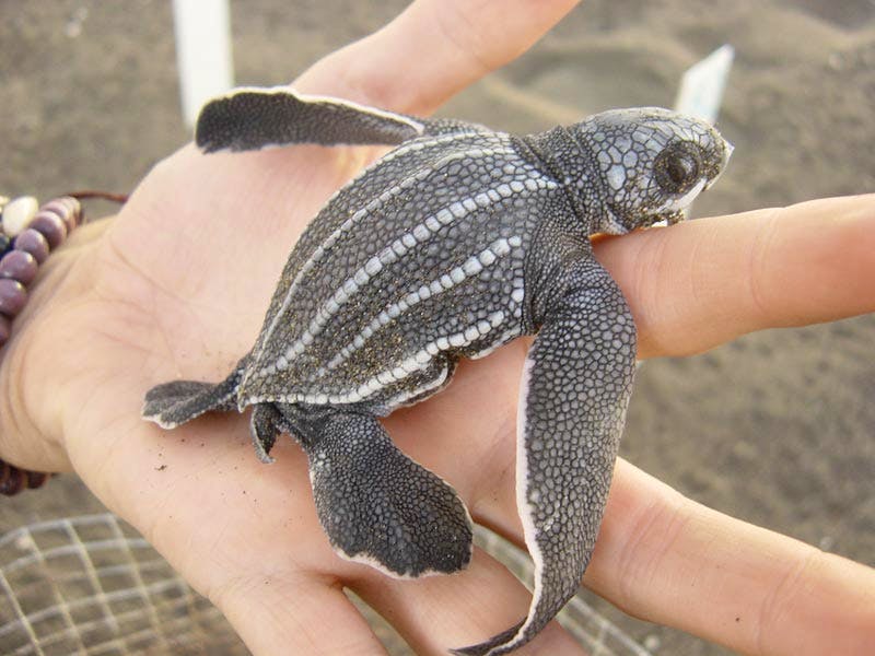 Sea Turtle Research Assistant | Volunteer in Guatemala 2024