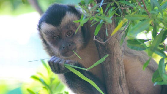 Long-Term Primate Carer