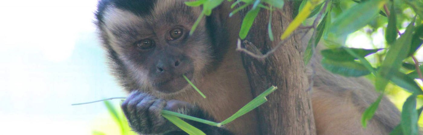 Long-Term Primate Carer