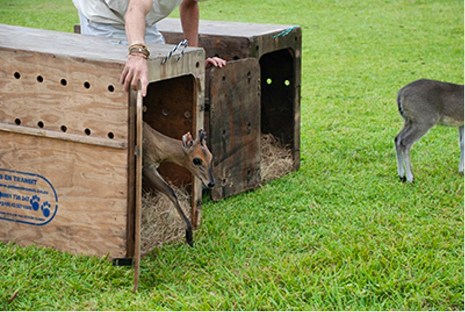 Wildlife Rescue, Rehab and Veterinary Clinic Volunteer in South