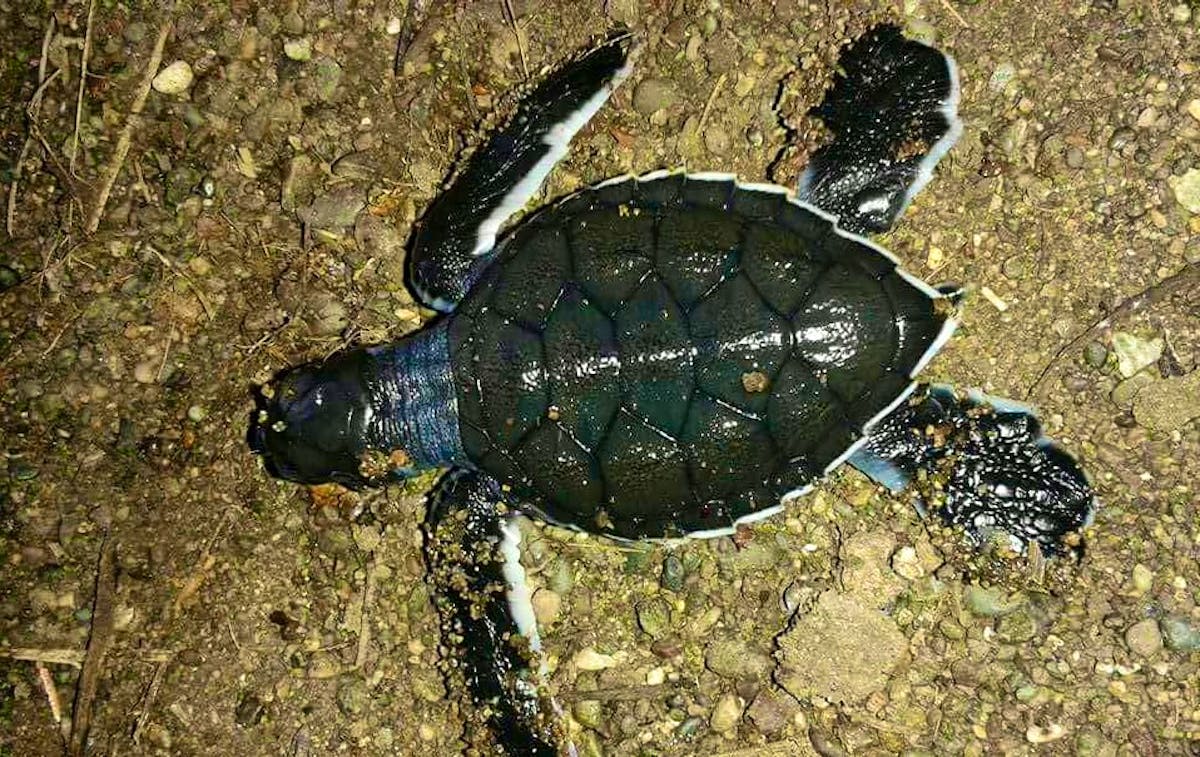 Wildlife Conservation and Surfing Volunteer in Costa Rica 2024