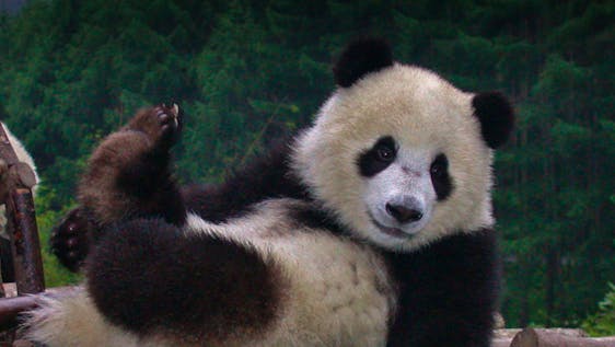 ▷ Panda Sanctuary 2023 🐼 | Chengdu Panda Volunteer | Volunteer World