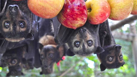 Rainforest Bat Rehabilitation