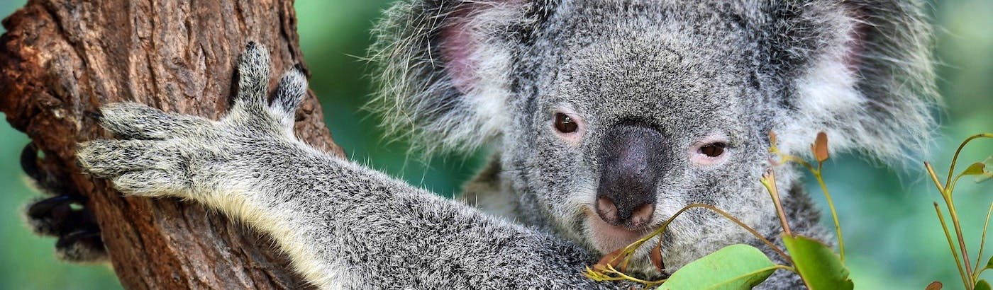 Volunteer With Koalas Top 10 Projects 2020 Volunteer World