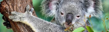 ▷ Volunteer with Koalas 🐨, Top 10 Projects 2024