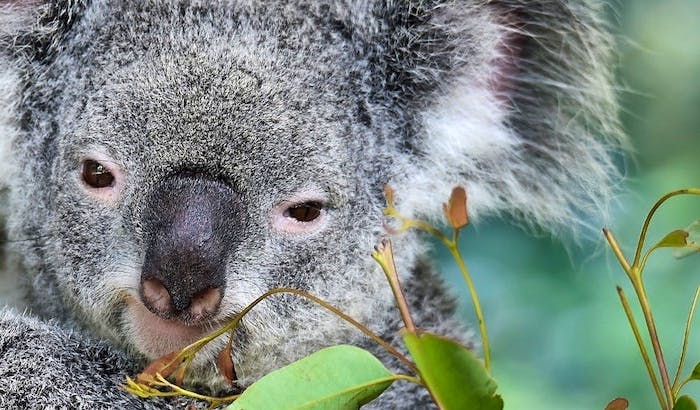 Volunteer With Koalas Top 10 Projects 21 Volunteer World Volunteer With Koalas Top 10 Projects 21 Volunteer World