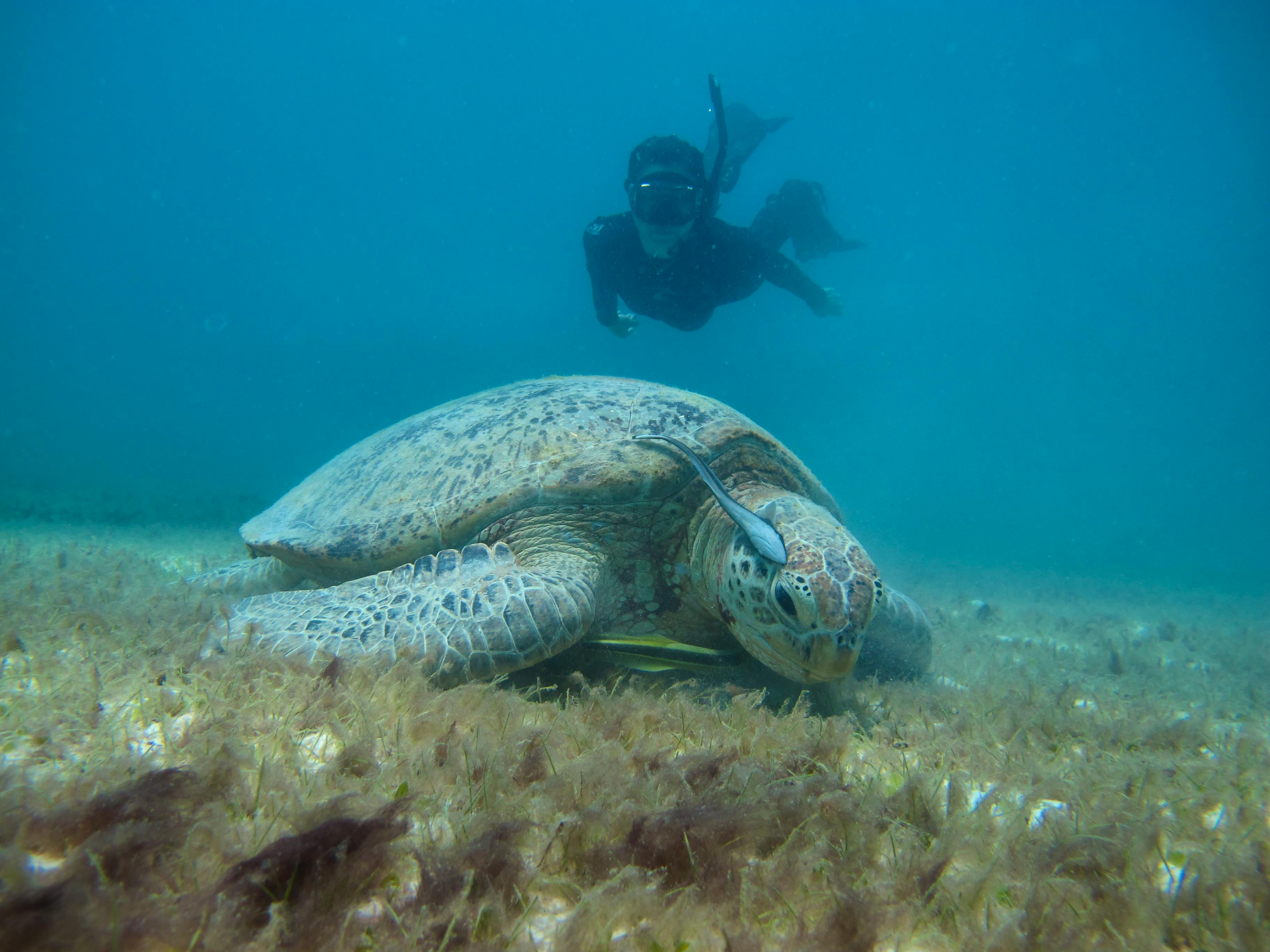 Sea Turtles Conservation Assistants | Volunteer In Malaysia 2025