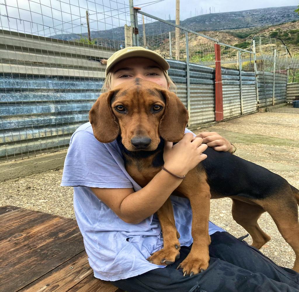 rescue dog shelter Greece