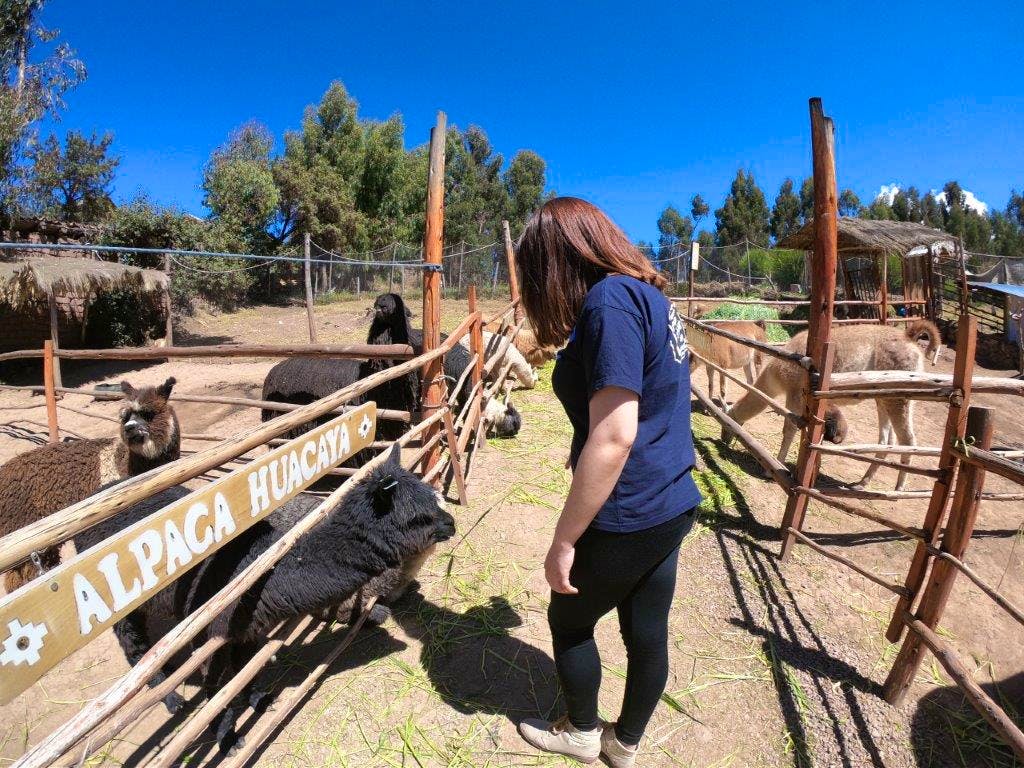 Alpaca And Llama Farm Volunteer In Peru 2020