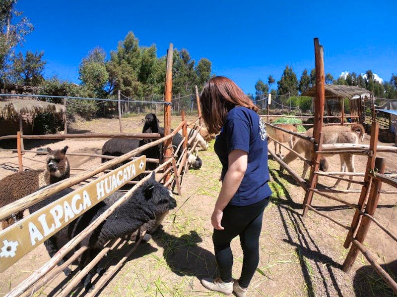 Alpaca and Llama Farm | Volunteer in Peru 2025